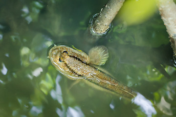 Mudskipper living on mudflats near the sea
