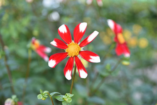 Dahlia rouge et blanc en été au jardin