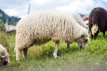 Naklejka premium Black and white sheep grazing on pasturage at the sheep farm