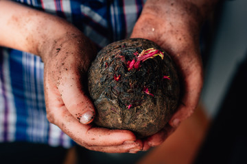 Fresh red beet at hands of farmer.