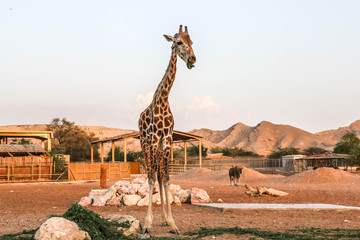 Giraffe in safari Park