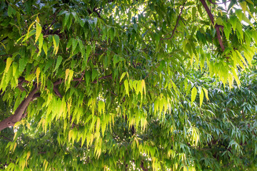 Close up of Saraca asoca or ashoka tree