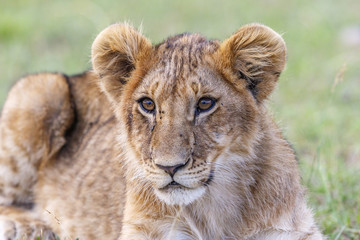 Obraz na płótnie Canvas Curious lion cub lying and resting in the savannah