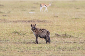 Laughing hyena on the savannah