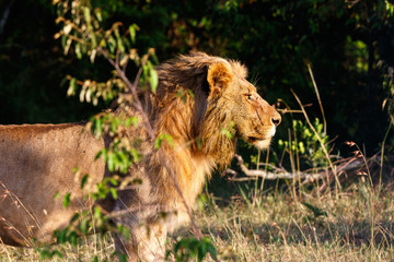 Male Lion standing and looking for something to chase