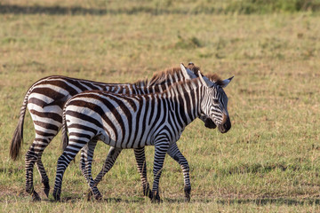 Two zebras that walk on the savannah in Africa