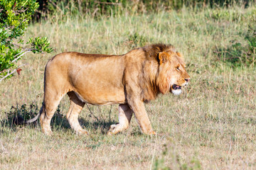 Male lion walking on the grassland in Africa