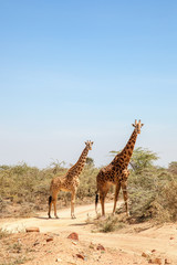 Naklejka na ściany i meble Two giraffes at a dirt road in Africa