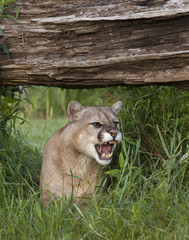 Snarling Mountain Lion