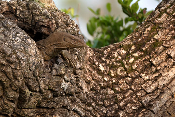 Bengal monitor or Varanus bengalensis