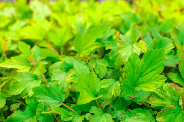 texture green bush on the whole frame