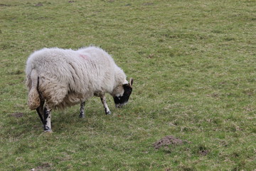 Schaf, Peak District 5