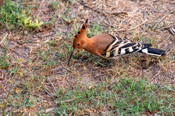 Common hoopoe or Upupa epops in India