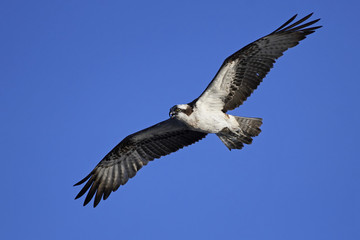 Osprey (Pandion haliaetus)