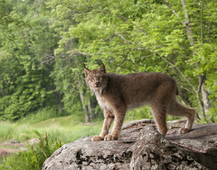 Canada Lynx on Large Rock