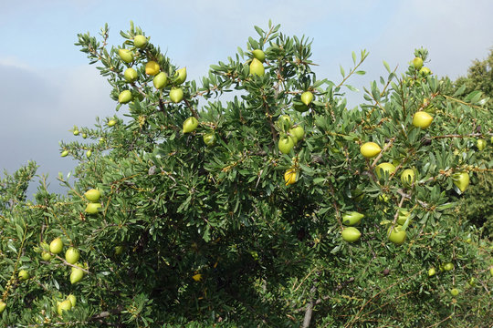 Noch unreife Argann&uuml;sse am Baum, S&uuml;dmarokko