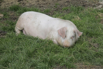 Hausschwein liegt im Gras, Sus scrofa domesticus