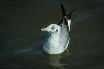 A seagull.
