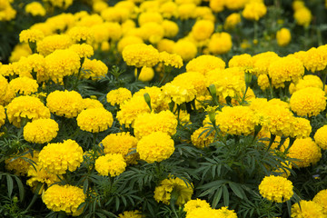 Marigold flowers in the garden