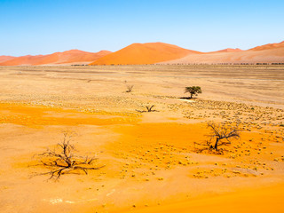 Fototapeta na wymiar Landscape with dead trees and red dunes of Namib Desert, Namib-Naukluft National Park, Namibia, Africa.