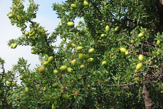 Noch unreife Argann&uuml;sse am Baum, S&uuml;dmarokko