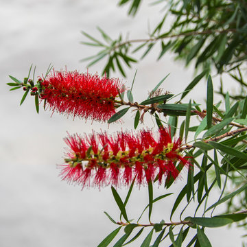 Red Cluster bottle brush flowers in Callistemon tree blooming in Tenerife,Canary islands, Spain. Beautiful vibrant flowers sguare image.