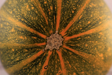 colorful coloring of ripe zucchini