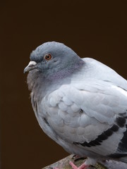 Dove - Taube - sitting on little harbour wall in Ostfriesland - Friesland ... :-)