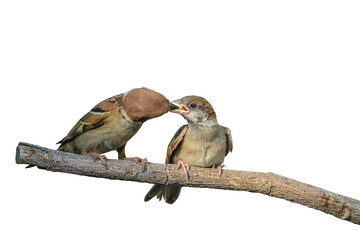 Eurasian tree sparrow or passer montanus, bird isolated feeding her baby on branch with white background and clipping path.