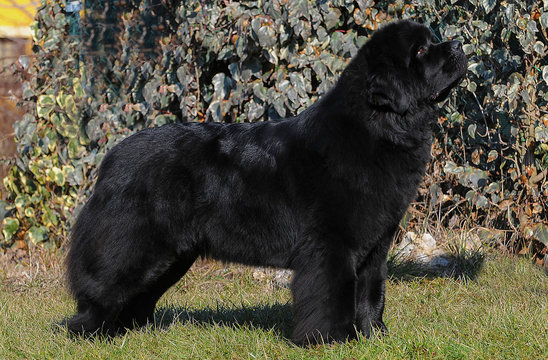  Portrait of purebred newfoundland dog