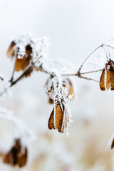 Frozen seeds of plant