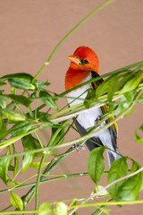 Red-headed weaver