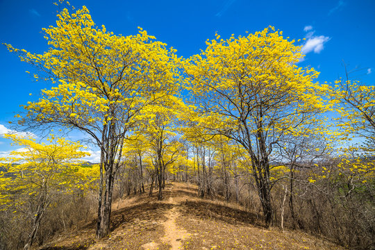 Trees of guayac&aacute;n