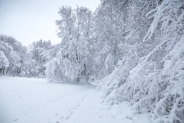 snow-covered glade in the forest