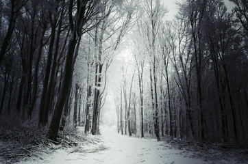 winter forest path