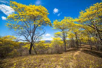 Trees of guayacán