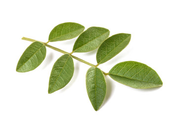 Fresh licorice branch