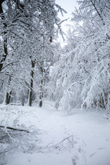 broken tree in the snow
