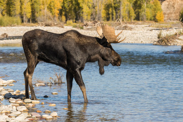 Bull Shiras Moose Crossing a River During the Rut