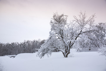 Fototapeta na wymiar Snow-covered tree on a hill