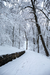 Winter landscape with a snowfall