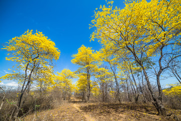 Trees of guayacán
