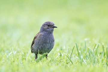 Dunnock (Prunella modularis)