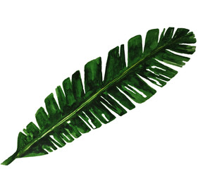 Tropical leaves. Watercolor illustration on white.