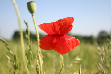 coquelicot 