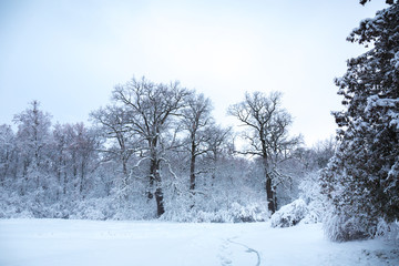 Fototapeta na wymiar Winter with a snowfall