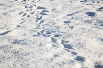 Fototapeta na wymiar Steps in the snow