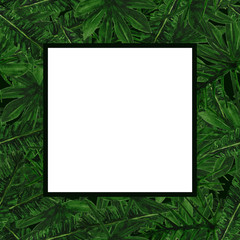 Tropical leaves frame with empty space