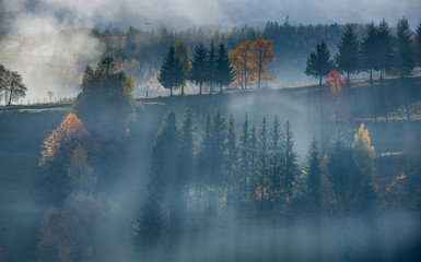 trees of autumn in fog light