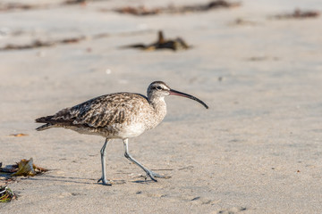 Whimbrel Bird close up Walking on the Beach